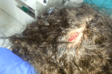 Ercan'ın kafasındaki yarık